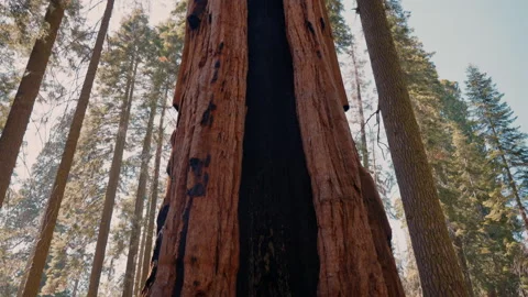 Largest tree on Earth, Giant Sequoia Trees in Sequoia National Park, California Stock Footage 294999433