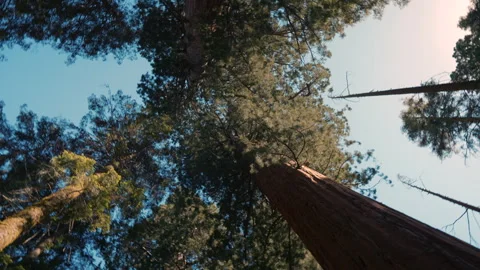 Largest tree on Earth, Giant Sequoia Trees in Sequoia National Park, California Stock Footage 294999460
