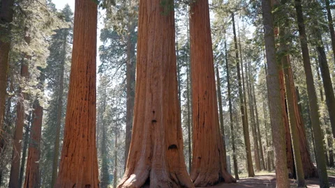 Largest tree on Earth, Giant Sequoia Trees in Sequoia National Park, California Stock Footage 294999605