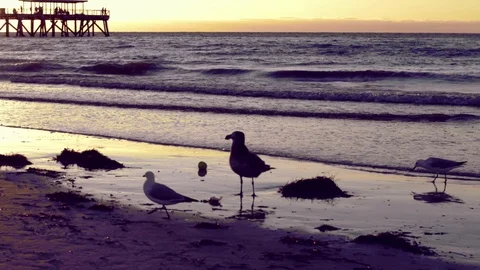 Largs Bay Birds 스톡 동영상 71136532