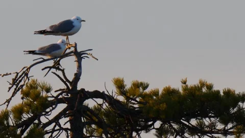 Laridae. Two gulls sit on a tree. Stock Footage 269221189