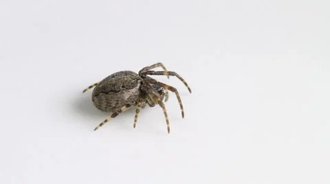 Larinioides sclopetarius spider Stock Footage