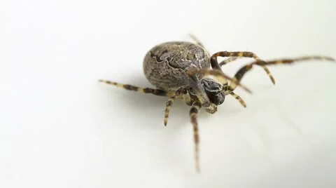 Larinioides sclopetarius spider Stock Footage