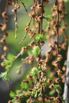Larix decidua 'Pendula' Stock Photos