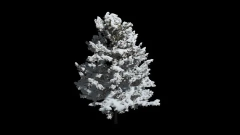 Larix decidua Tree Animation video Stock Footage 324139622