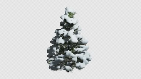 Larix decidua Tree Animation video Stock Footage 324140481