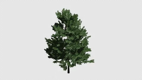 Larix decidua Tree Animation video Stock Footage 324153475