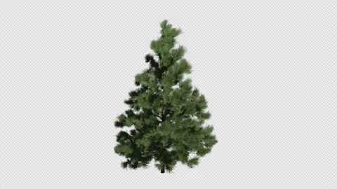 Larix decidua Tree Animation video Stock Footage 324158976