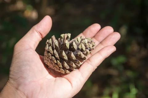 Larix leptolepis Stock Photos