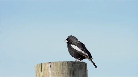 Lark bunting perching on post while singing its beatiful song Stock Footage 39541091
