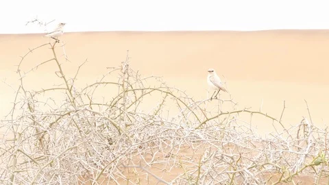 Lark of the dunes in namib desert, birds, Namibi, Africa in 4K Stock Footage