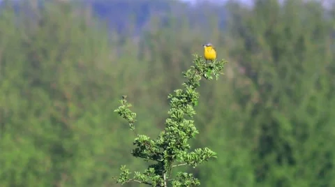 Lark in its natural environment. Stock Footage 62901168