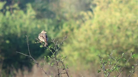 Lark in its natural environment. 動画素材 62901575