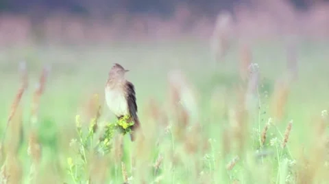 Lark in its natural environment. Stock-Footage 63007336
