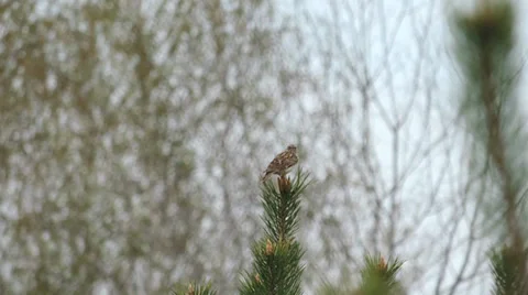 Lark sitting on a pine tree Stock Footage 37346821