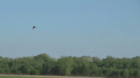 Lark in the sky 스톡 동영상 49823916