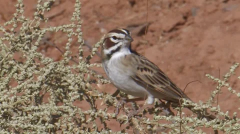 Lark Sparrow 1 Stock Footage 8510525