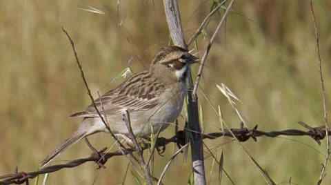 Lark Sparrow 3 Stock Footage 8550038