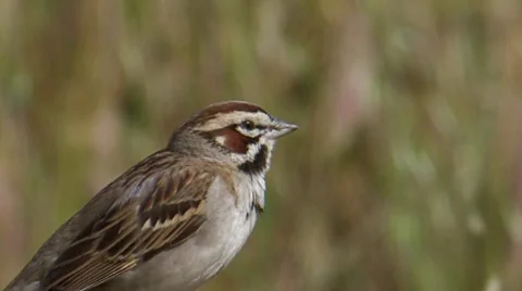 Lark Sparrow 4 Video stock 8550021