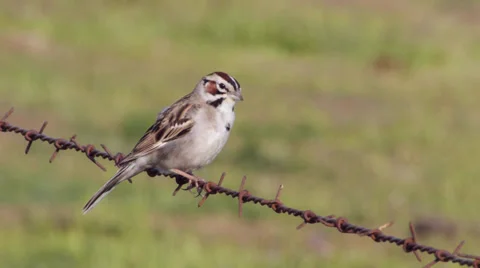 Lark Sparrow Video stock 37417566