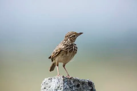 Lark sparrow Fotos de archivo