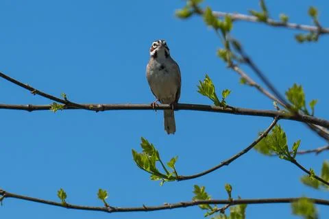 Lark Sparrow Stock Photos