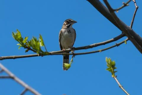 Lark Sparrow Stock Photos