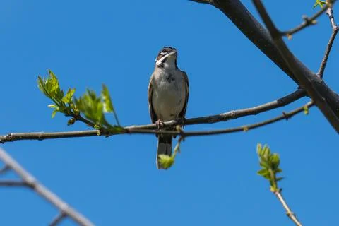 Lark Sparrow Stock Photos