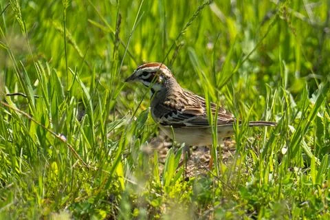 Lark Sparrow Stock Photos