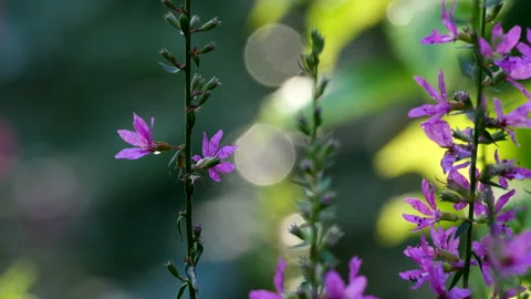 Larkspur blossoms 動画素材 202991193