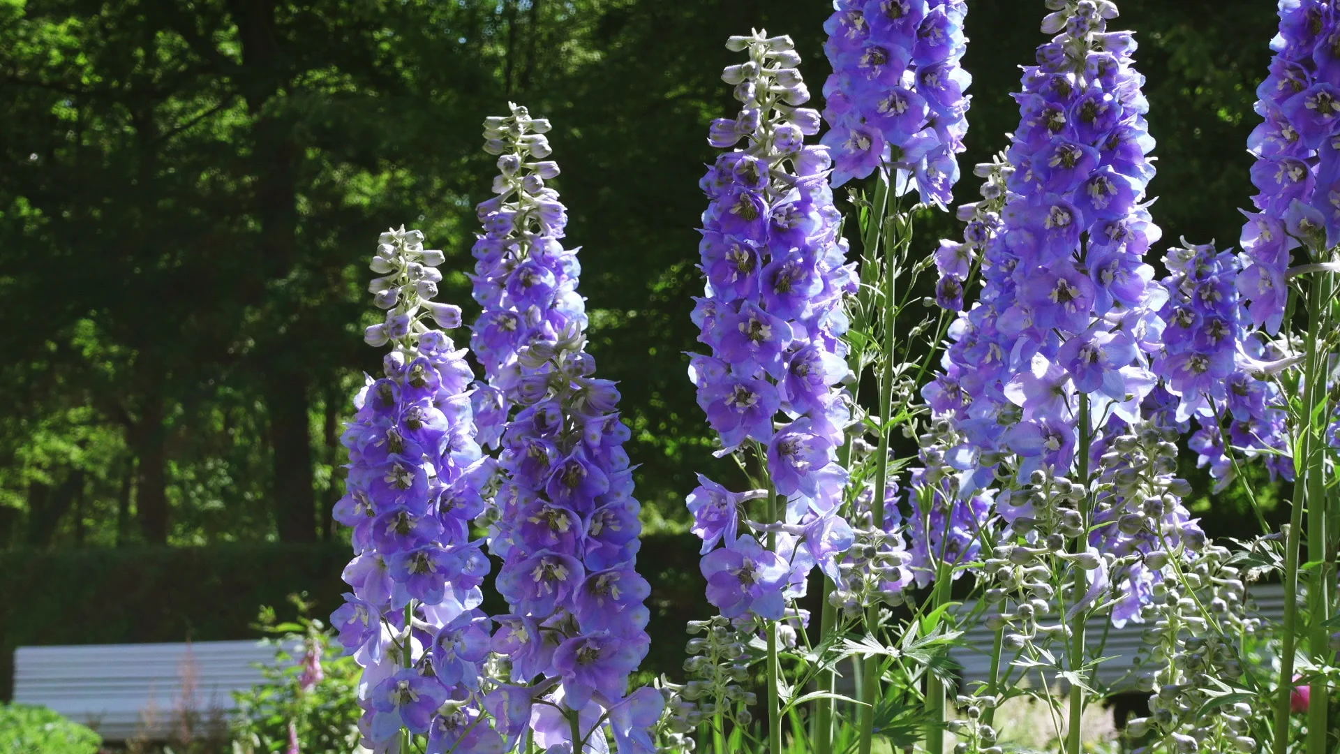 Larkspur (Delphinium elatum). species of... | Stock Video | Pond5 Larkspur (Delphinium elatum). species of... | Stock Video | Pond5