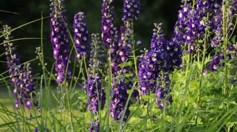Larkspur (Delphinium) Stock Footage 14830157