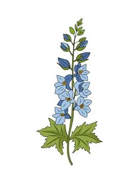 Larkspur flower colored vector line art isolated. Stock Illustration