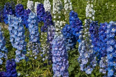 Larkspur Фото