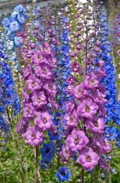 Larkspur Stock Photos