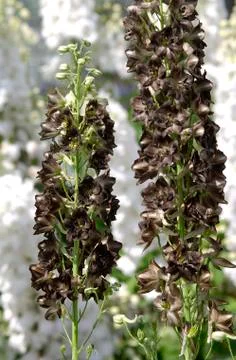 Larkspur Stock Photos