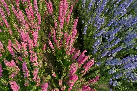 Larkspur Fotos de archivo
