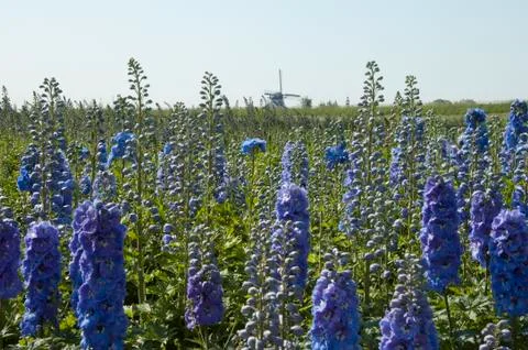 Larkspur Stock Photos