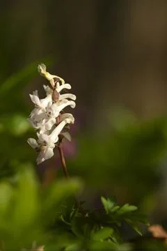 Larkspur 库存照片