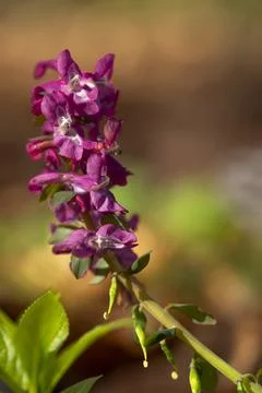 Larkspur 库存照片