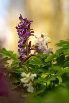 Larkspur Stockfoto's
