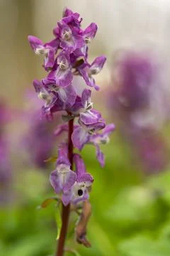 Larkspur 库存照片