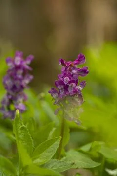 Larkspur 스톡 사진