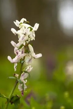 Larkspur 스톡 사진