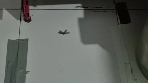 Laron Stock Footage 319902413