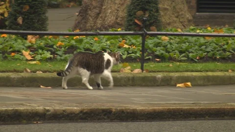 Larry the cat in Downing Street Stock Footage 127635507