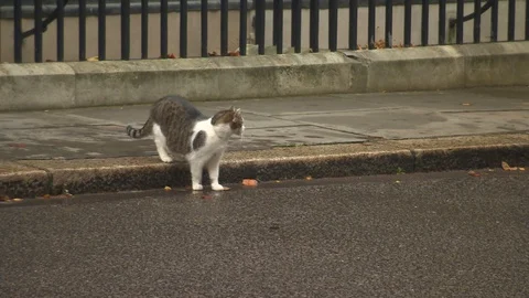 Larry the cat in Downing Street Stock Footage 127635579