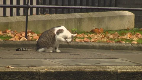 Larry the cat in Downing Street Stock Footage 127635590