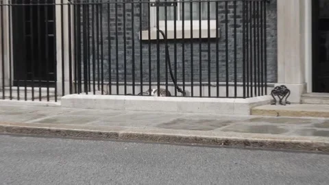 Larry the cat stalks squirrel around Downing Street Stock Footage 344410978