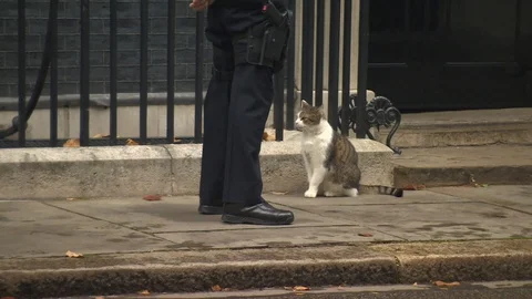 Larry the Downing St. cat gets stroked by policeman. Stock Footage 127969299
